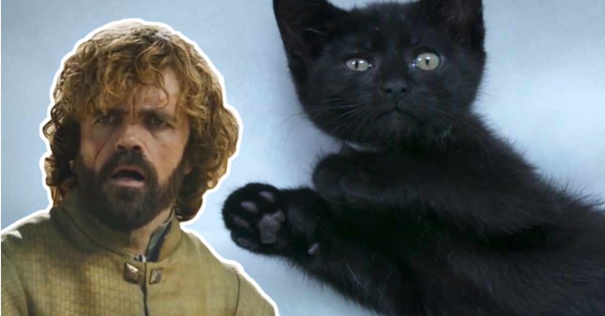 "Game Of Thrones" As Told By Cats Will Make You Smile