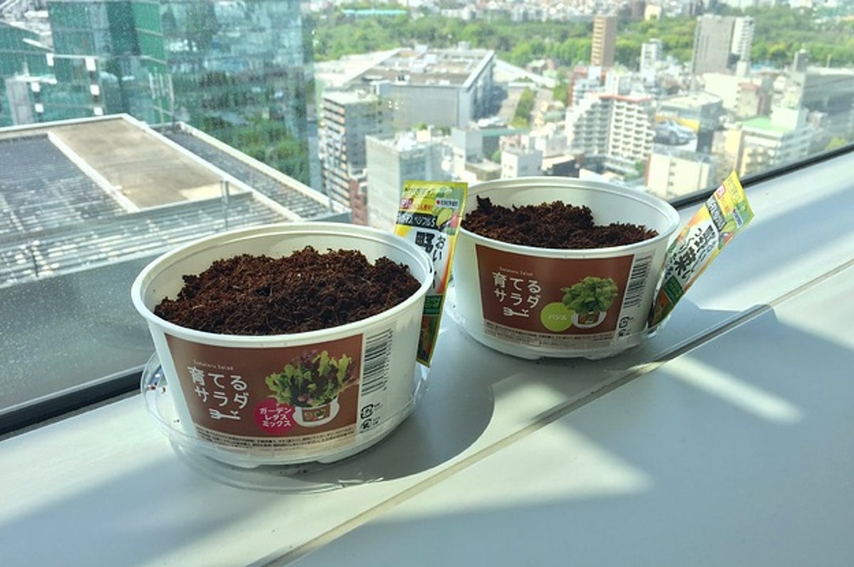 ファミマで栽培キット 育てるサラダ を買ったら割り箸がついてきた 意外と良かった