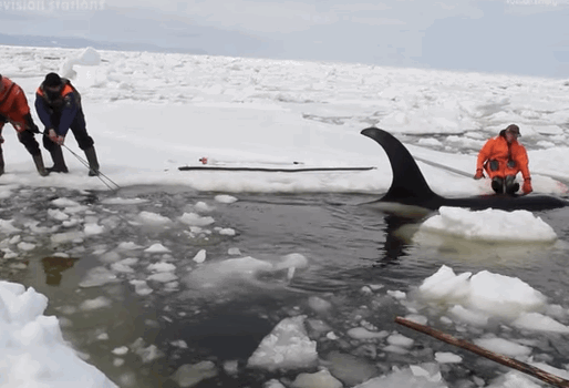 One of the killer whales had been severely weakened and was at risk of drowning because it was stuck with its breathing hole under water.