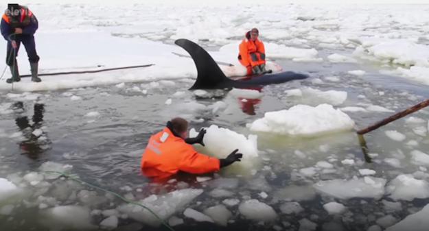 Four killer whales had to be rescued after getting trapped in shallow sea ice off the coast of eastern Russia.