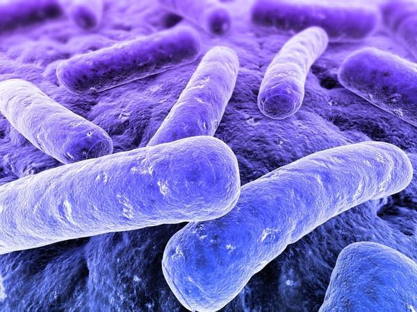 carpet bacteria under microscope