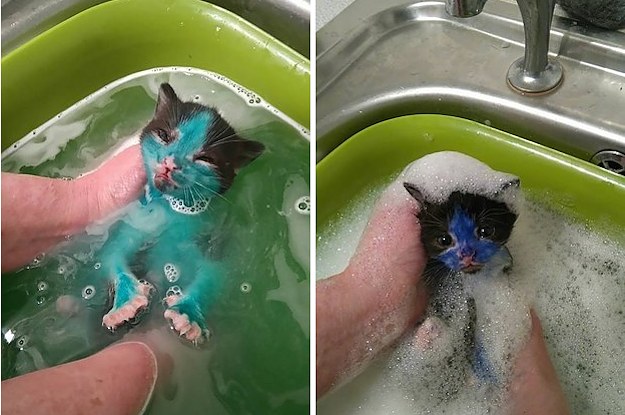 This Animal Shelter Rescued Two Kittens Colored In With Purple And