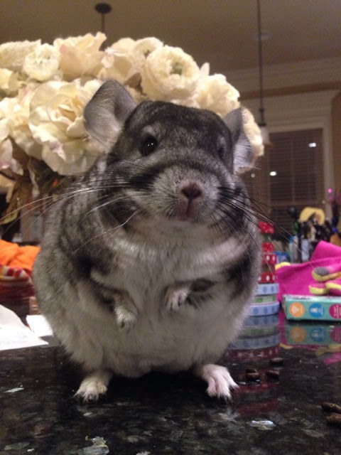 A squishy chinchilla about to make a speech Enhanced-14878-1461854601-10