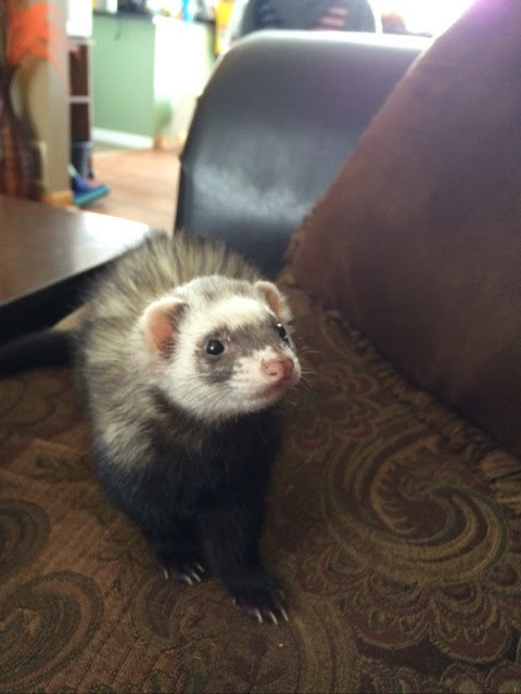 What are you thinking little ferret Enhanced-21337-1461853911-1