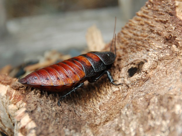 But never fear! The Bronx Zoo is doing you a solid: For just $10, you can name one of the zoo's Madagascar hissing cockroaches after your ex.