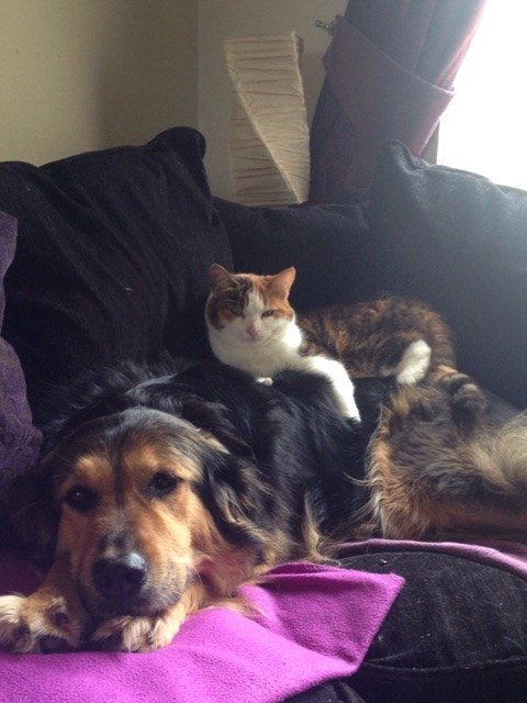 Sometimes, you just need to see a cat and dog hangin' out together.