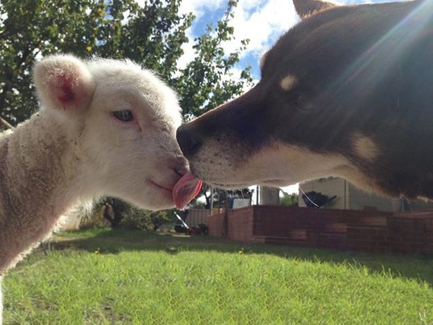 17 Pictures That Prove Dogs Are Friends With Literally Everybody Enhanced-22855-1459788669-12