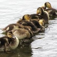 BuzzFeed profile picture for @Loveducks