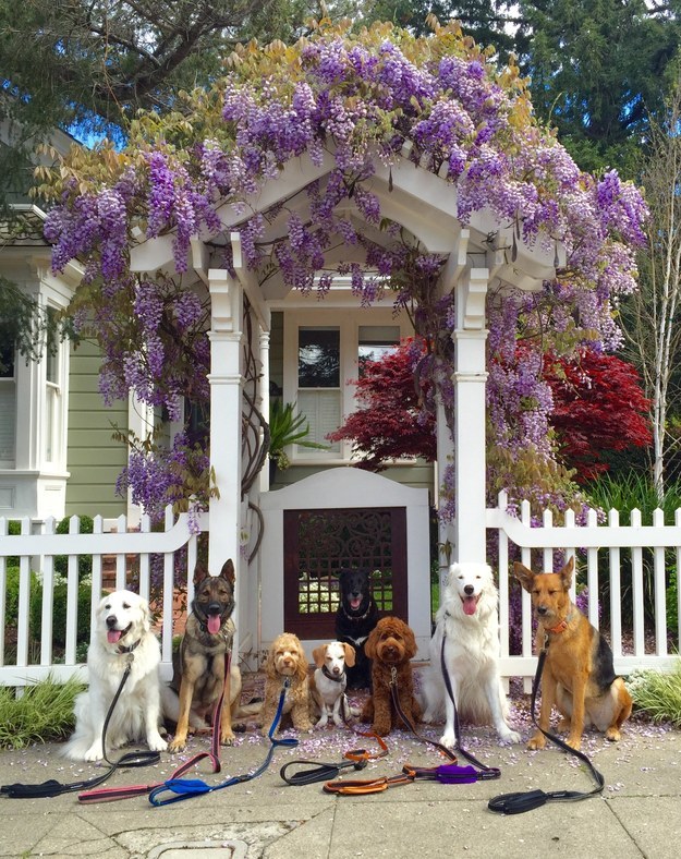 These awesome pictures were taken by Chris Iles, 44, a dog walker who's based in Los Gatos, California.