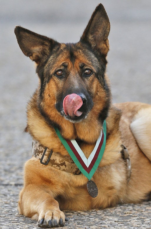 Lucca receiving her medal in London