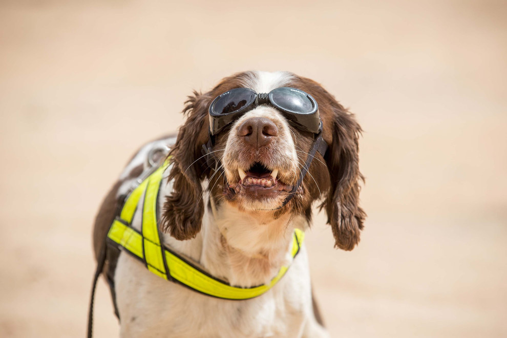 The British Army Put A Bunch Of Awesome-Looking Dogs In The Desert