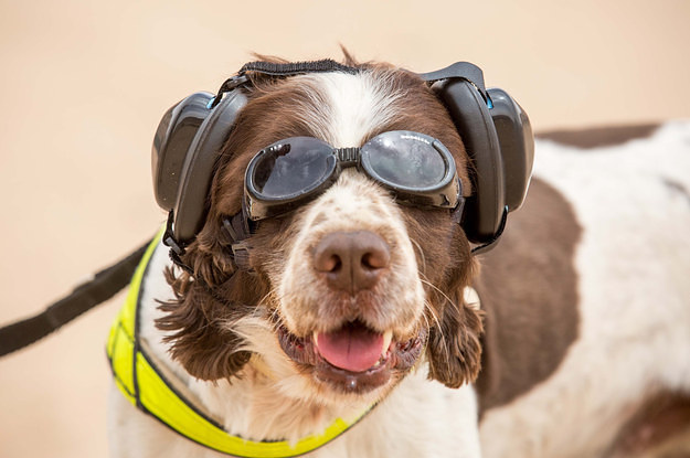 The British Army Put A Bunch Of Awesome Looking Dogs In The