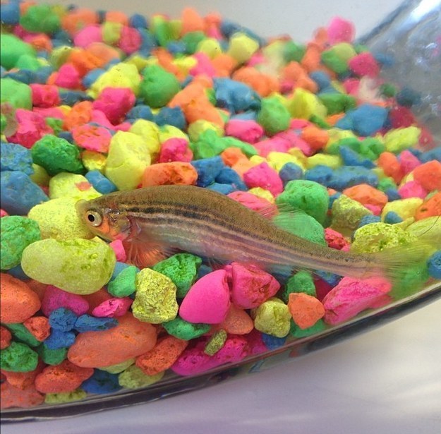 Meet Peeping Tom — a bathroom-dwelling pet fish named for his love of watching people poop and shower — who sadly, is no longer with us.