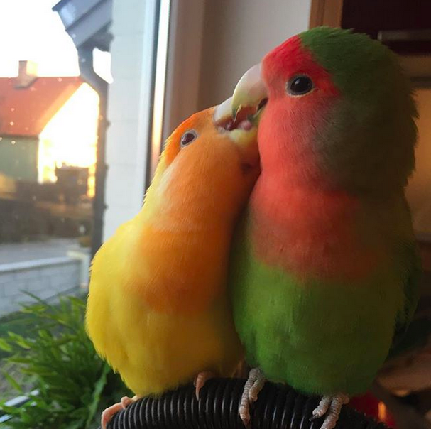11 Lovebirds Who Need To Calm The Heck Down