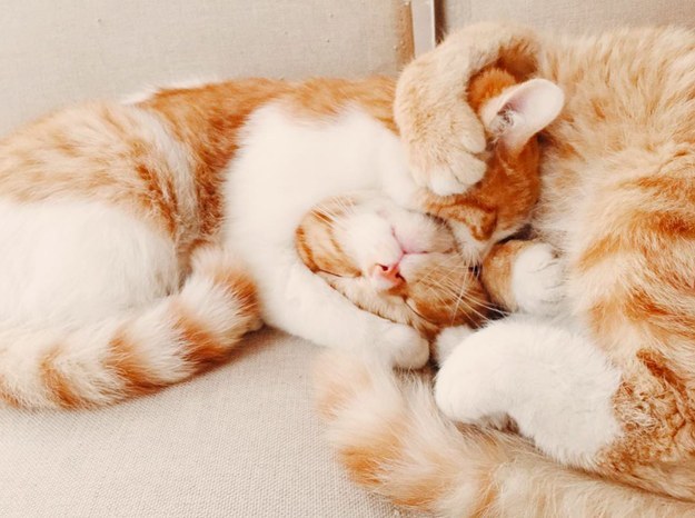 Gushing over affectionate kitty head locks: