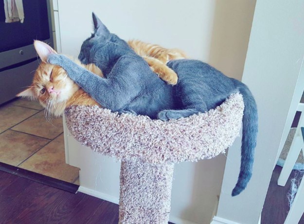 Seeing your pets adorably try to squeeze into the same spot: