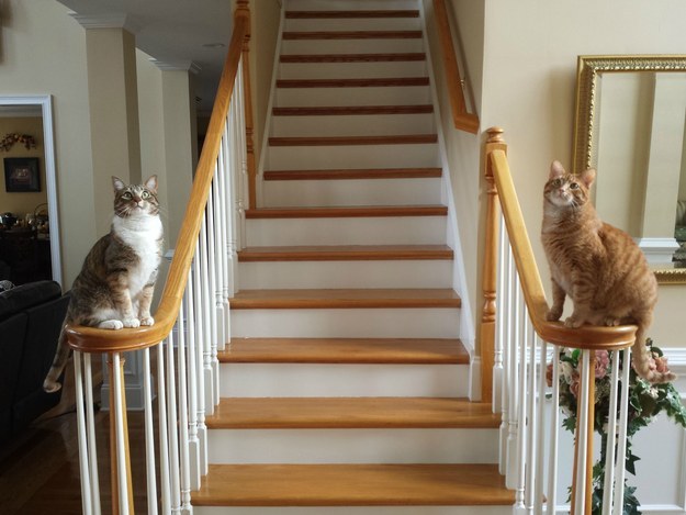 Coming home every single day to two fluffy house greeters: