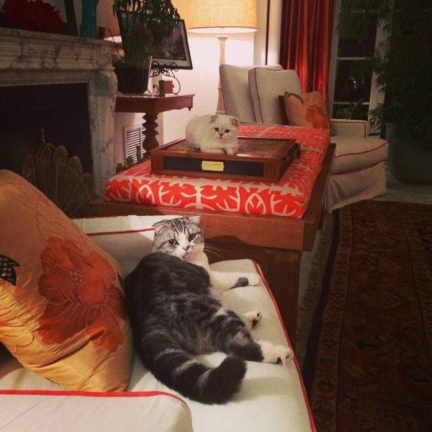 Constantly feeling like you've interrupted a secret cat meeting: