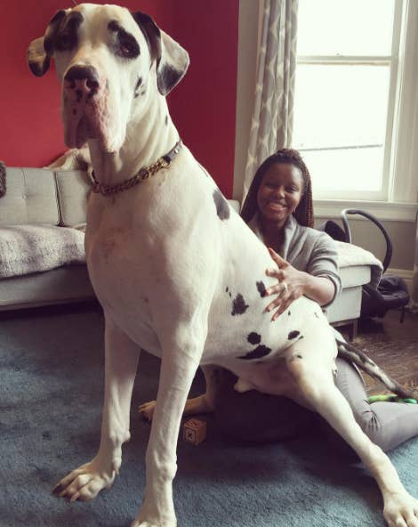 Very very big dog 2025