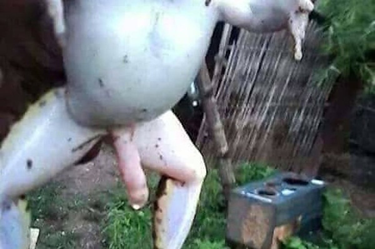 Esta Rana Parece Como Si Tuviera Un Enorme Pene Y Es Muy Confuso