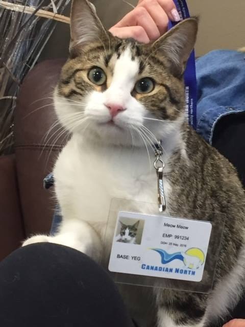 A Fort McMurray Evacuee’s Cat Was Taken Care By An Airline And It Was Adorable Enhanced-27364-1463044587-1