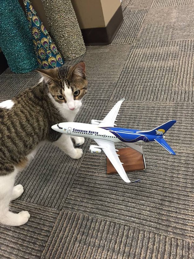 A Fort McMurray Evacuee’s Cat Was Taken Care By An Airline And It Was Adorable Enhanced-17931-1463044589-1
