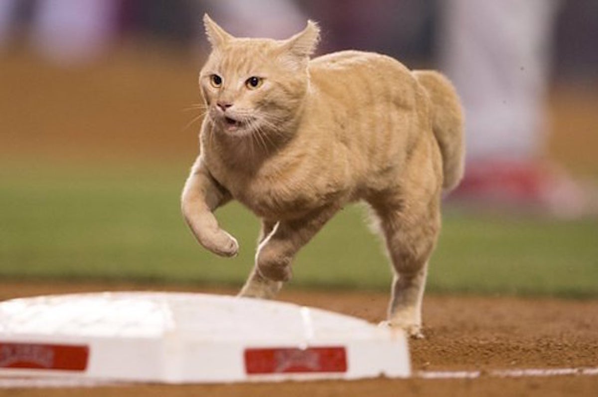 GF Baseball — After a kitten-on-the-field delay during his