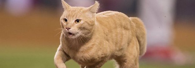 St. Louis 'Rally Cat' missing after appearance at Cardinals game 