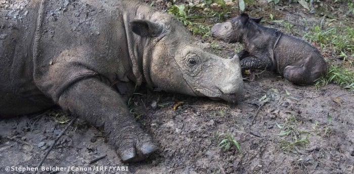 Ratu and her new baby girl