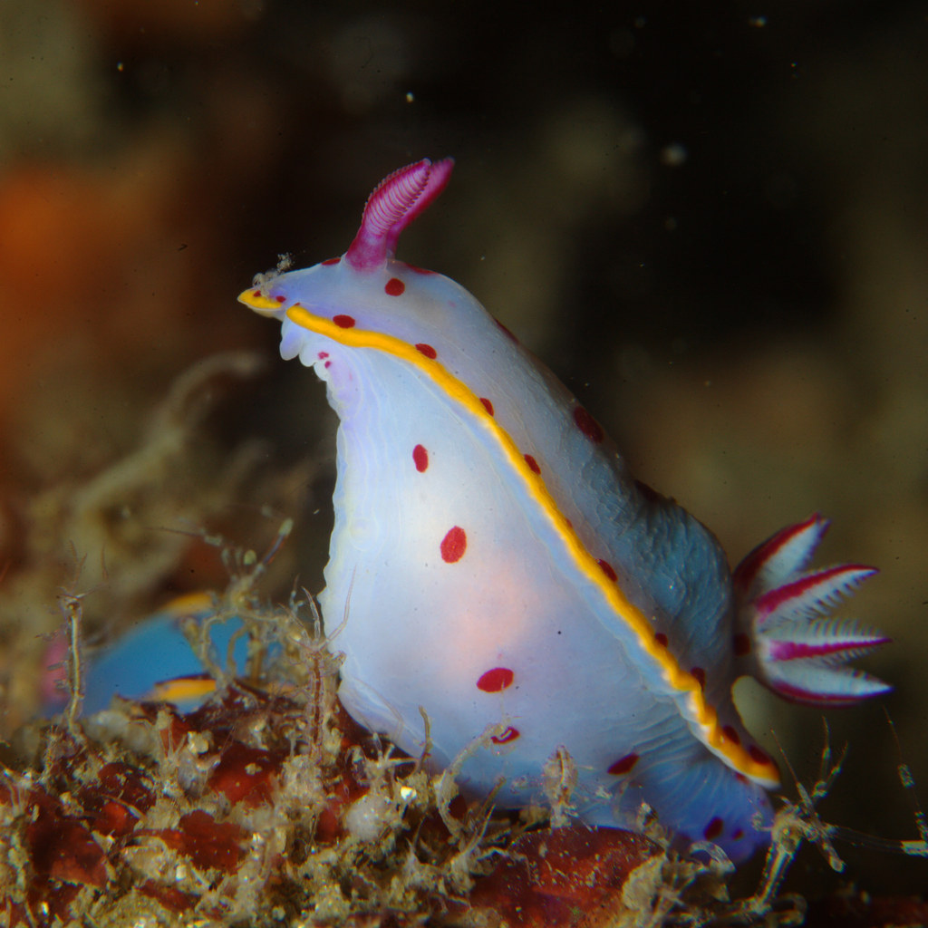 Stop What You're Doing Because We Need To Talk About Nudibranchs