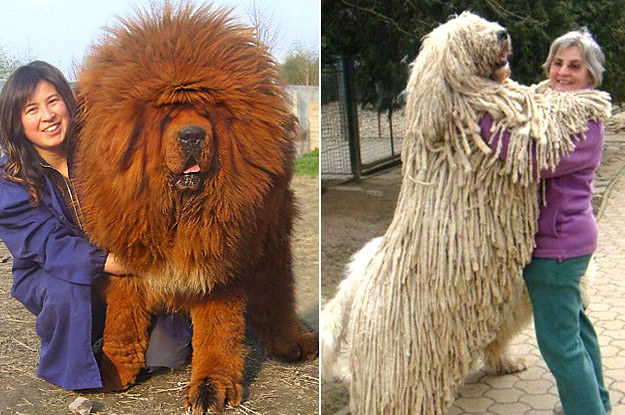 real giant dogs