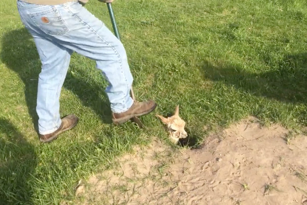 This Adorable Baby Alpaca Got Stuck In A Hole