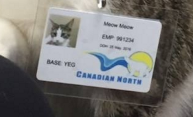 A Fort McMurray Evacuee’s Cat Was Taken Care By An Airline And It Was Adorable Enhanced-17392-1463392558-2