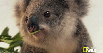 A koala bear chomping on some leaves with text &quot;Sup girl&quot;