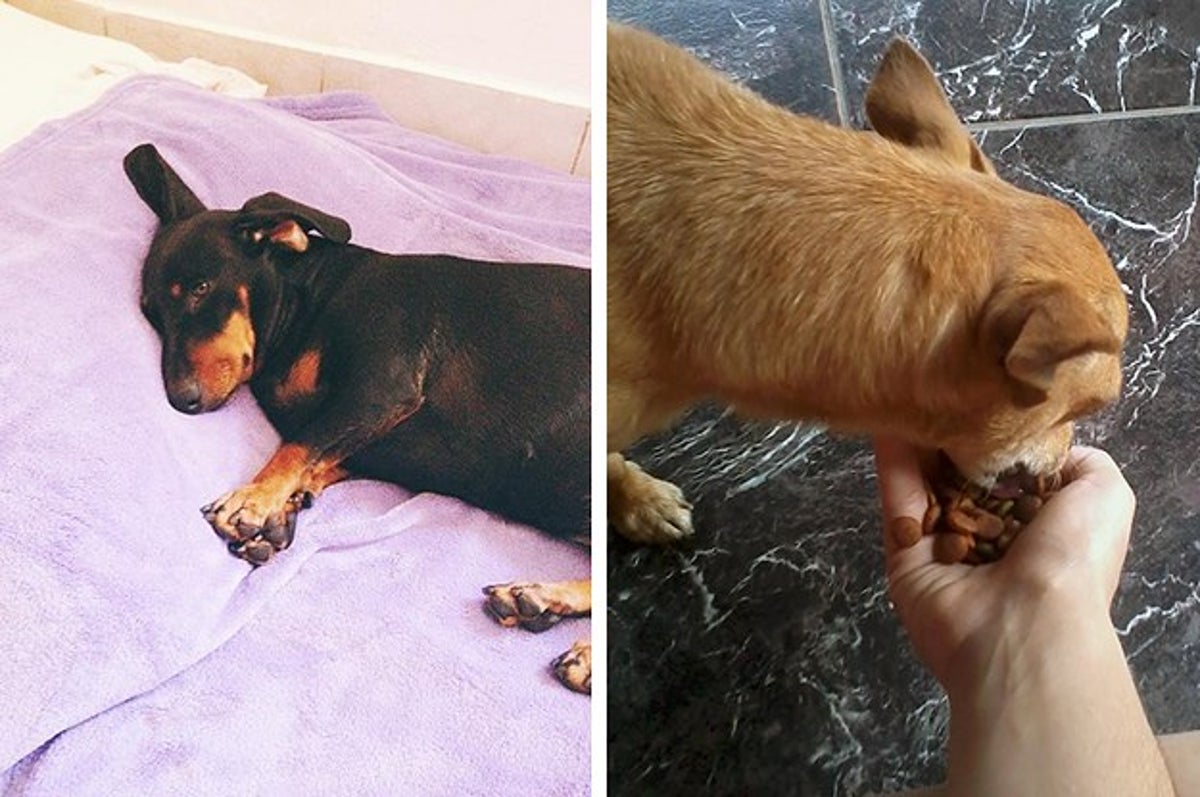 What Do You Do When A Dog Charges Your Dog