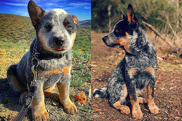 Do store heelers shed