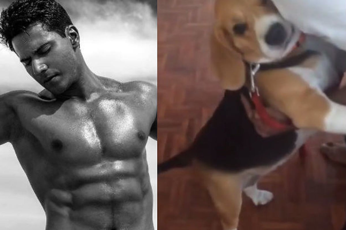 1200px x 797px - Varun Dhawan's Dog Doesn't Give A Shit About Staying In Shape