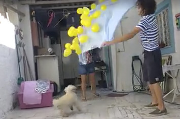 Esta cachorra fez aniversário e ganhou o melhor presente possível
