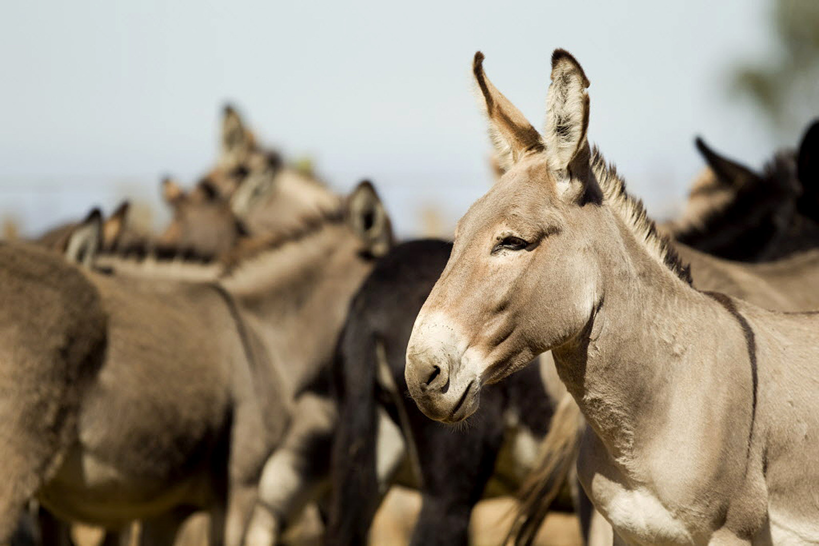 Donkey Show Tijuana