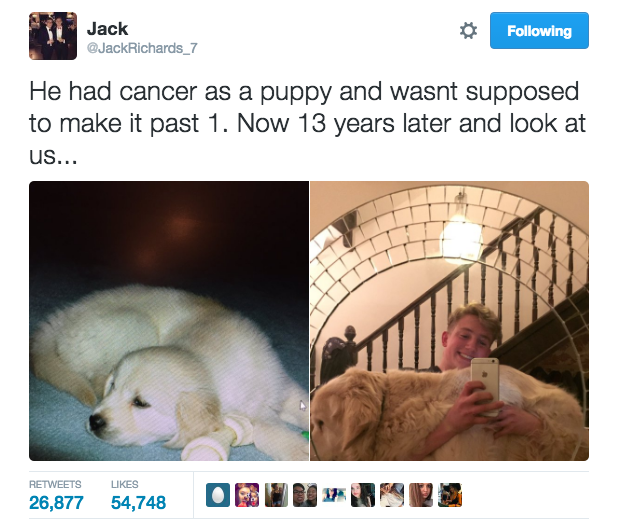 Earlier this week, Jack Richards, an 18-year-old from Essex, England, posted a photo of his pup D'for that went mega viral on Twitter.