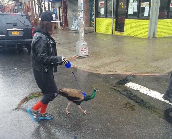 Esta mujer paseando a su pavo real.