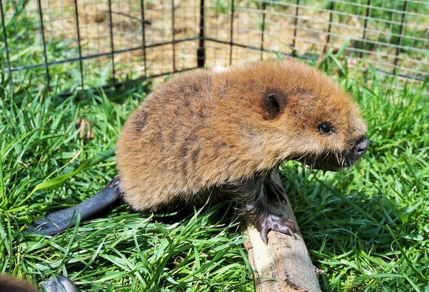 She said they will stay at the centre until they are two years old, as that's the natural age when beavers "venture out to establish their own territory and find a mate."