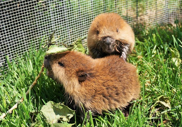 "Beaver kits are fairly social with each other so they spend a lot of time wrestling with each other when they're not sleeping," she said. Beaver wrestling!