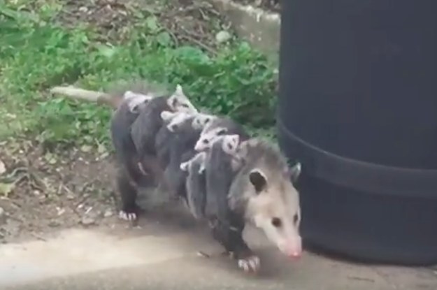 baby possum costume