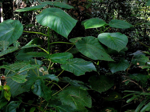 El gimpi gimpi