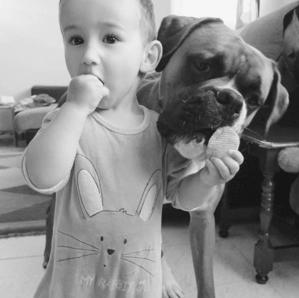 18 Motivos Por Los Que Tener Un Boxer Es Una Locura 18 Motivos Por Los Que Tener Un Boxer Es Una Locura