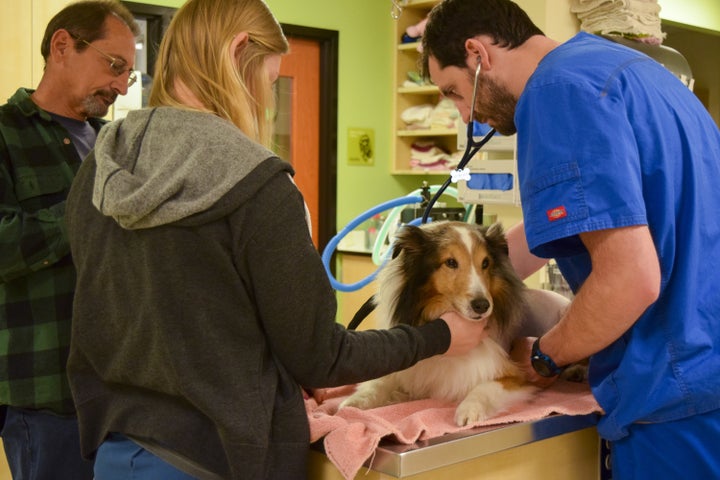 This is Ollie, a sheltie from Portland, Oregon, who was nearly euthanized until, at the last minute, a paralysis-inducing tick was discovered just behind his ear.