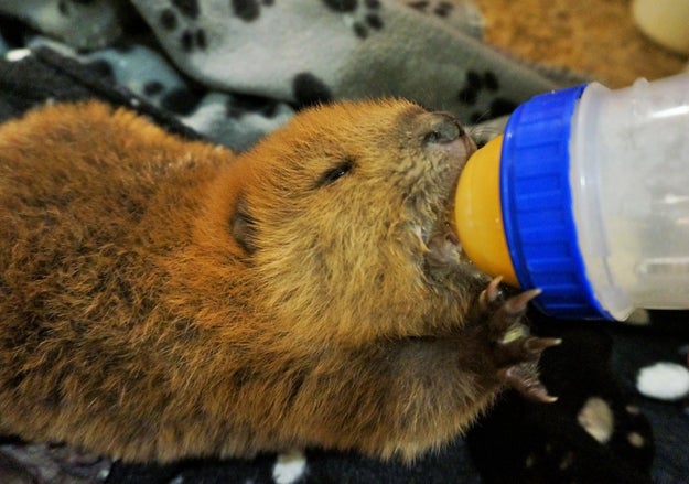 A few weeks ago a group of hunters walked into the Salthaven Wildlife Rehabilitation &amp; Education Centre in Regina, Saskatchewan, and dropped off four tiny beaver kits who were badly in need of help.