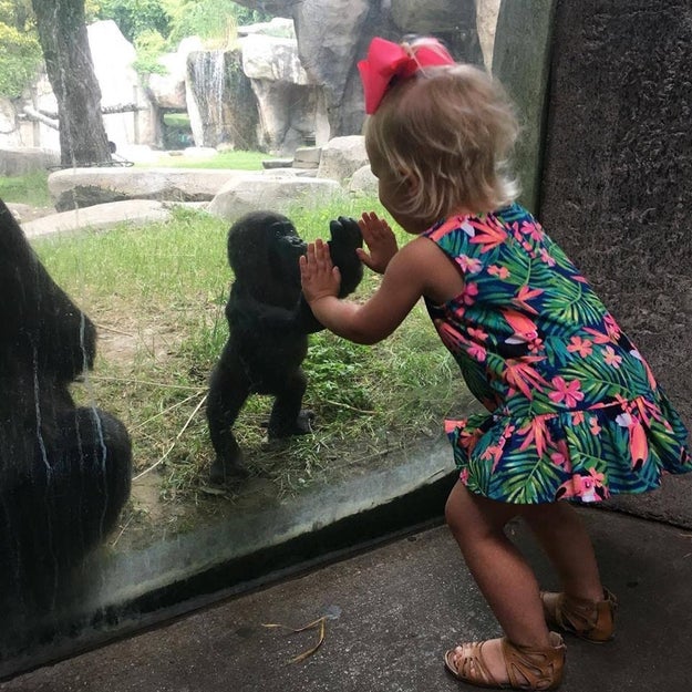A little girl named Braylee and a baby gorilla named Gus recently shared a sweet moment at the Fort Worth Zoo. It was captured in this viral photo.