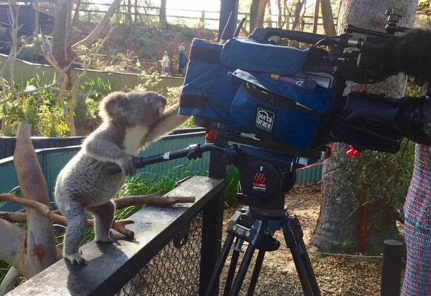 This koala bear documenting all the fun: